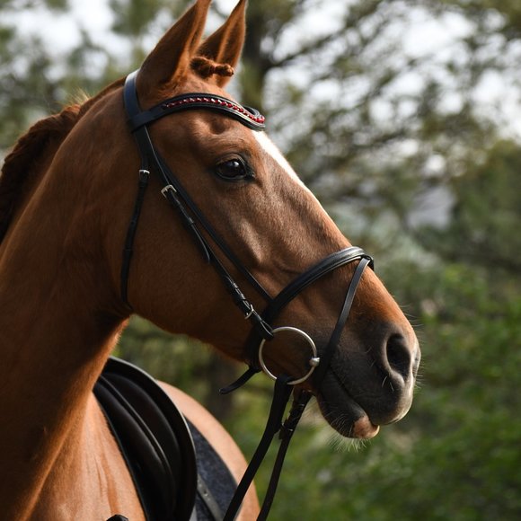 Meet your Posher, Callie - Picture 3 of 3